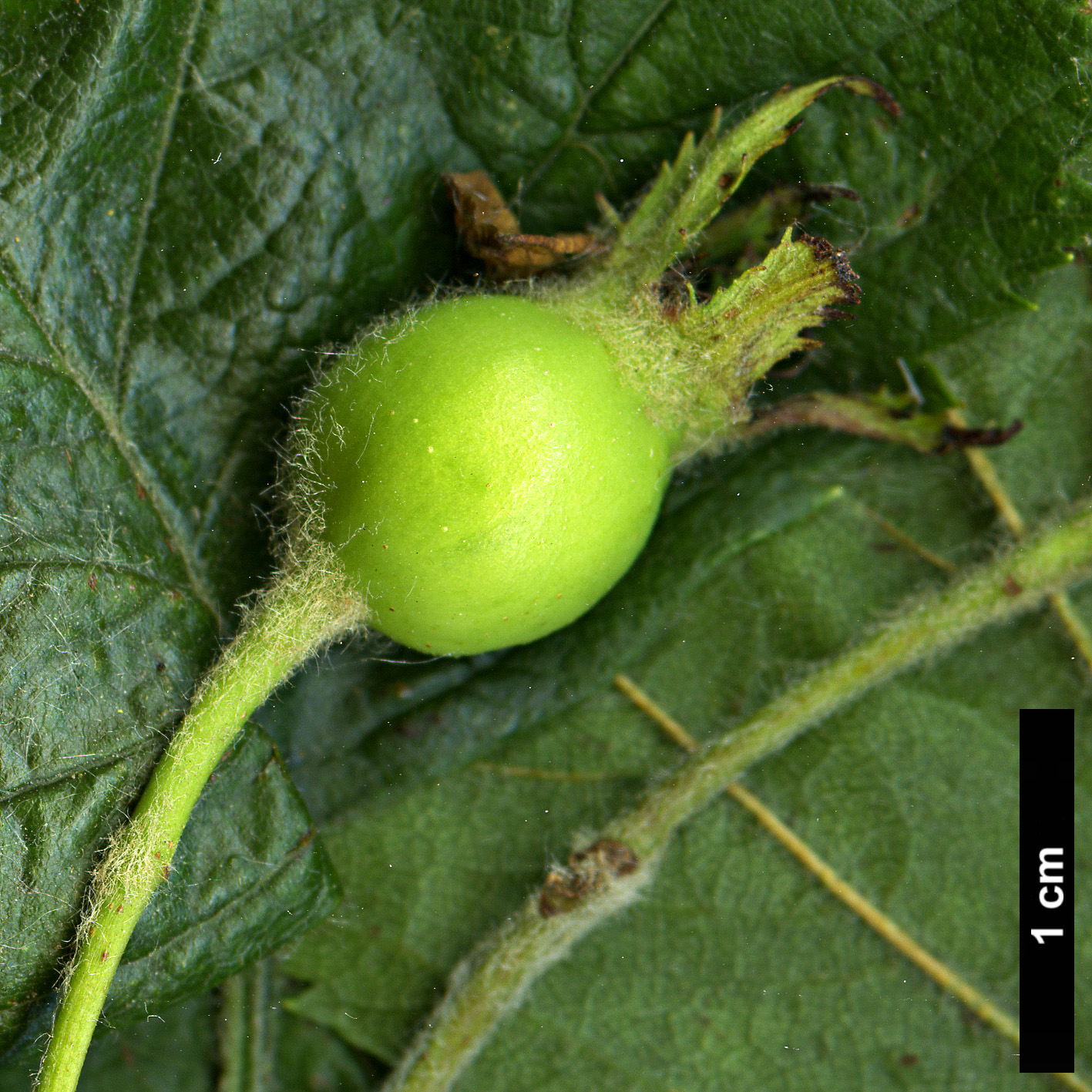 High resolution image: Family: Rosaceae - Genus: Crataegus - Taxon: texana